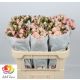 R TR SWEET PORCELINA 70CM