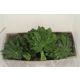 ZO ARALIA EXTRA *20