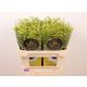 SOLI MOONLIGHT GLORY 70CM