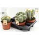 CACTUS GEM *4