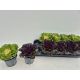 BRASSICA OLERACEA