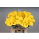 ZANT GOLDCUP 60CM