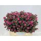 SYMPHO MAG RUBY FALL