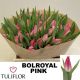 TU EN BOLROYAL PINK