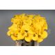 ZANT GOLDCUP 60CM