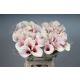 ZANT CAPT ROSETTE 70CM