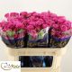 R TR CLAS SENSATION@ 70CM