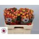 R TR LAND OF FIRE 60CM