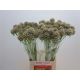 SCABIOSA STELLAT ZD