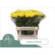TAGE E CO YELLOW