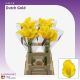 ZANT DUTCH GOLD 70CM