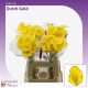 ZANT DUTCH GOLD