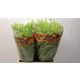 LEPIDIUM GREEN BELL