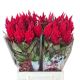 CEL P SUNDAY RED *60