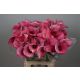 ZANT CAPT ROMANCE 70CM