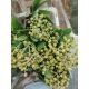 ZZ ITA LUC PHOTINIA